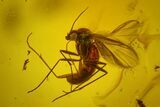 Two Detailed Fossil Flies (Diptera) In Baltic Amber #173641-1